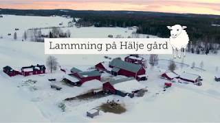 Bondens barn Lammrally på Häljegård [upl. by Alraep]