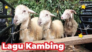 Kambing Lucu ANAK KAMBING SAYA  Caca Marica Hey hey   Kambing Lucu Lagu Kambing Indonesia Populer [upl. by Poucher]