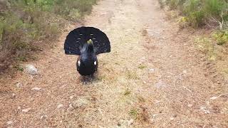 Capercaillie attack in the Scottish highlands [upl. by Aneerahs649]