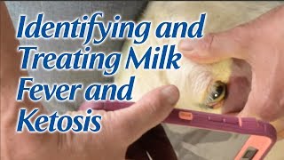 Identifying and Treating Milk Fever and Ketosis [upl. by Ytte]