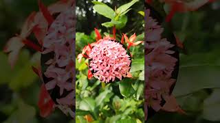 Varietys rangan flowers imagingshortsyoutube [upl. by Dnalyag]