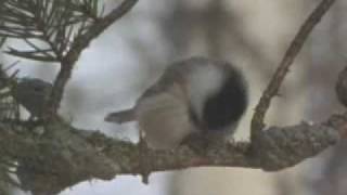 The BlackCapped Chickadee 30 seconds [upl. by Cassy78]