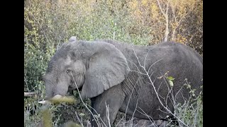 AfriCam  Elephant hunt in Zimbabwe with two major plot twists [upl. by Arianne]