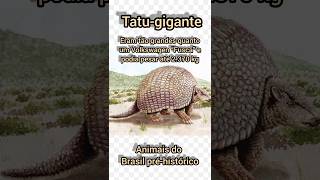 TATUGIGANTE  GLIPTODONTE faunabrasileira curiosidades animaisprehistoricos animais megafauna [upl. by Alvord421]