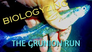 Biologyzing the Grunion Run [upl. by Trever]