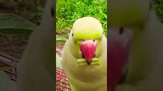 Mian mithu  Parrots Enjoying  Baby Parrots Feed parrot pets parrottalking shortsvideo [upl. by Adekahs]