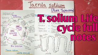 Taenia solium Life cycle  full notes explain in hindi [upl. by Caria]