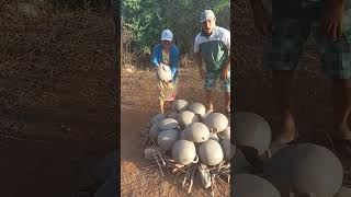 Queimando panelas de Barro parte 2  panelas Barro agro roça viral [upl. by Tindall]