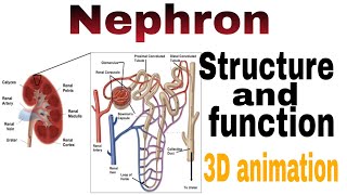 Nephron structure and function with 3d animation [upl. by Calendre]