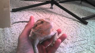 Bearded dragon yawning filmed with Droid Maxx HD [upl. by Nuli]