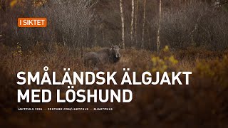 Småländsk älgjakt med löshund [upl. by Odnomra92]