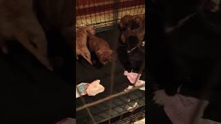 Wide open 👐 puppy pitbull kids babys puppies [upl. by Rafaelof22]