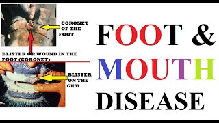 foot and mouth disease [upl. by Sosthenna]