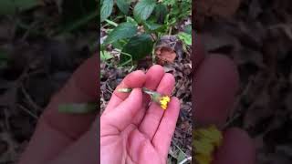 Difference in between ColtsfootTussilago farfara and Dandelion Taraxacum officinale [upl. by Emawk]