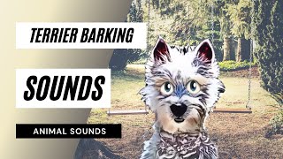 Terrier Barking Sounds  dogs barking  barking dog hd sound  dog barking sound [upl. by Julita]