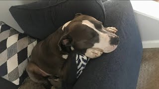 Dog sitter shoots kills couples beloved pitbull while on vacation police say [upl. by Noah547]