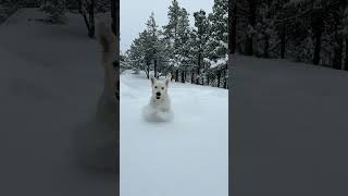 English Cream Golden Retriever Puppy Experiences Snow For The First Time [upl. by Hajidak]