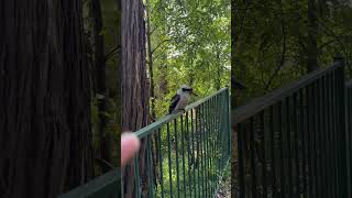 I found a Kookaburra [upl. by Taryn]