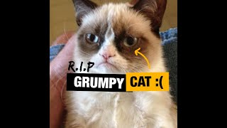 Grumpy Cat dah mati [upl. by Maire140]