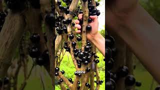 La extraña fruta Jabuticaba [upl. by Ittak]