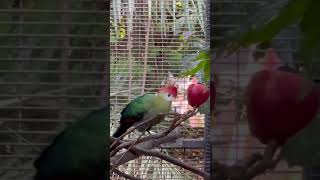 RedCrested Turaco [upl. by Airot]