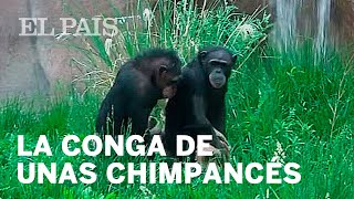 La “extraordinaria” conga de unas chimpancés [upl. by Gingras965]