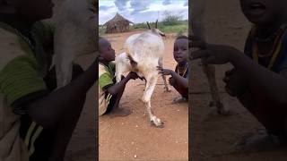 The goat fed milk like its children shorts youtubeshorts [upl. by Byrne799]