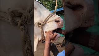 Wah ustad ji wah rooftop farming pets vet animals love earn farm [upl. by Llewellyn110]