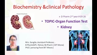 Biochemistry organ function test Kidney function and tester2020 dpharm pharmacy 2ndyear [upl. by Grosmark182]