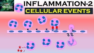 INFLAMMATION Part 2 Cellular Events Leukocyte Recruitment [upl. by Laenahtan]