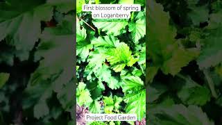 Loganberry BlossomsSE5Project Food Garden [upl. by Neukam717]