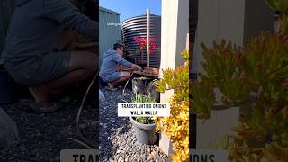 Transplanting our onions gardening vegetablegardening fyp onion [upl. by Anitsihc]