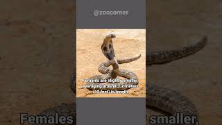 King Cobra The Deadliest Snake  Shocking Facts Revealed kingcobra snakefacts reptileworld [upl. by Quenby]