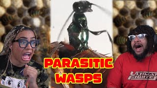 Parasitoid Wasps  Zefrank Reaction [upl. by Cirda]