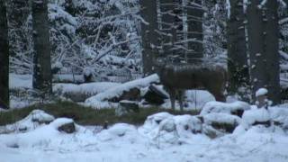 Huge Saskatchewan whitetail deer shot [upl. by Lyrahs1]