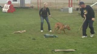 RAISING CAIN KENNELS XXL RED NOSE PITBULLS MOJO 7MTHS OLD TRAINING IN PROTECTION WORK [upl. by Justinn]