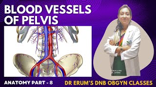 Anatomy Series Blood Vessels of Pelvis  DNB Theory Class  DNB OBGYN coaching All India chapter [upl. by Teyut813]