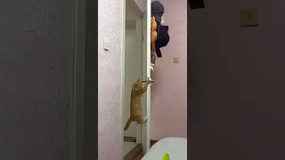 Omg shortvideo funny funnypetschannel funnyanimals cat funnypetslife pets [upl. by Domela]