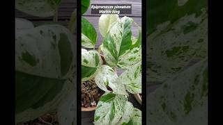 Plant vs Plant Epipremnum Marble King OR Marble Queen 🤴👸 guywithaplant epipremnum [upl. by Thorlie575]