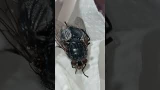 Blue fly clean herself calliphora [upl. by Anaoy860]