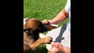 KNPV lines Belgian Malinois Puppies for Sale [upl. by Enimisaj]