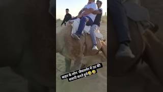 Camel 🐪 camel comedy officialashokchoudhary0001 rajasthanicultureagriculture rajasthanifarmer [upl. by Perusse]