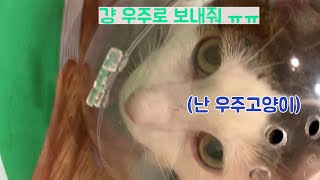 예방주사 맞는 고양이 ㅋㅋㅋ 건강하게 잘크고 있는 Gummy [upl. by Eical315]