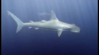 Requins Sous Haute Surveillance  Documentaire animalier [upl. by Gladys]