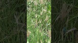 Chloris gayana Chloris abyssinica Rhodes Grass flowers natureflowers nature beautifulplace [upl. by Nreval]