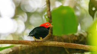 RedCapped Manakin Bird Dance [upl. by Tasia280]