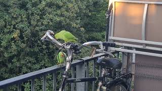 Roodband Parkieten willen mijn fiets slopen TUIG van de richel 555 [upl. by Assille]