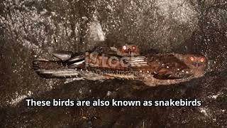 Birdwatching in Vietnam Spotting Rare Avian Species in the Mekong Delta animal2024 [upl. by Wagoner]