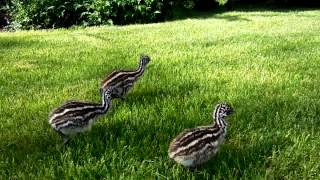 Baby Emus in the Yard with Lucy Dog [upl. by Aggappera]