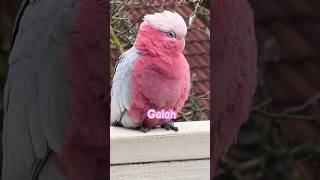 Galah Cockatoo Bird  Pink and Grey  Cool 😎 [upl. by Drofhsa]